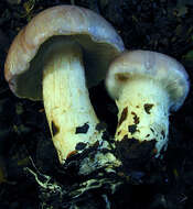 Image of Cortinarius largus Fr. 1838