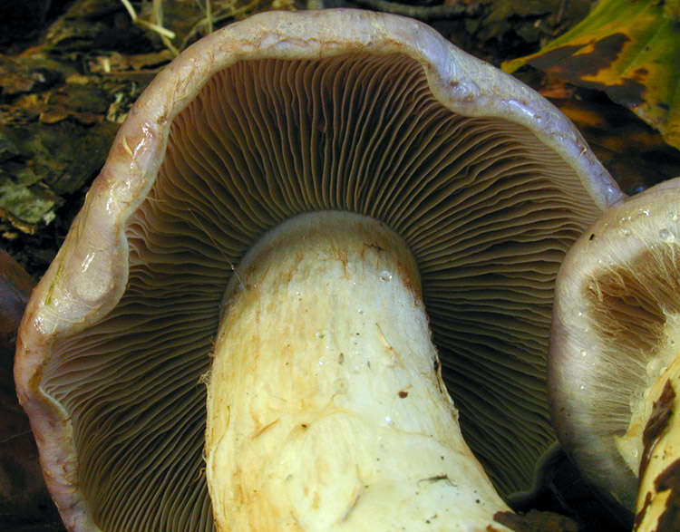 Image of Cortinarius largus Fr. 1838