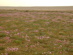 Image of thrift seapink