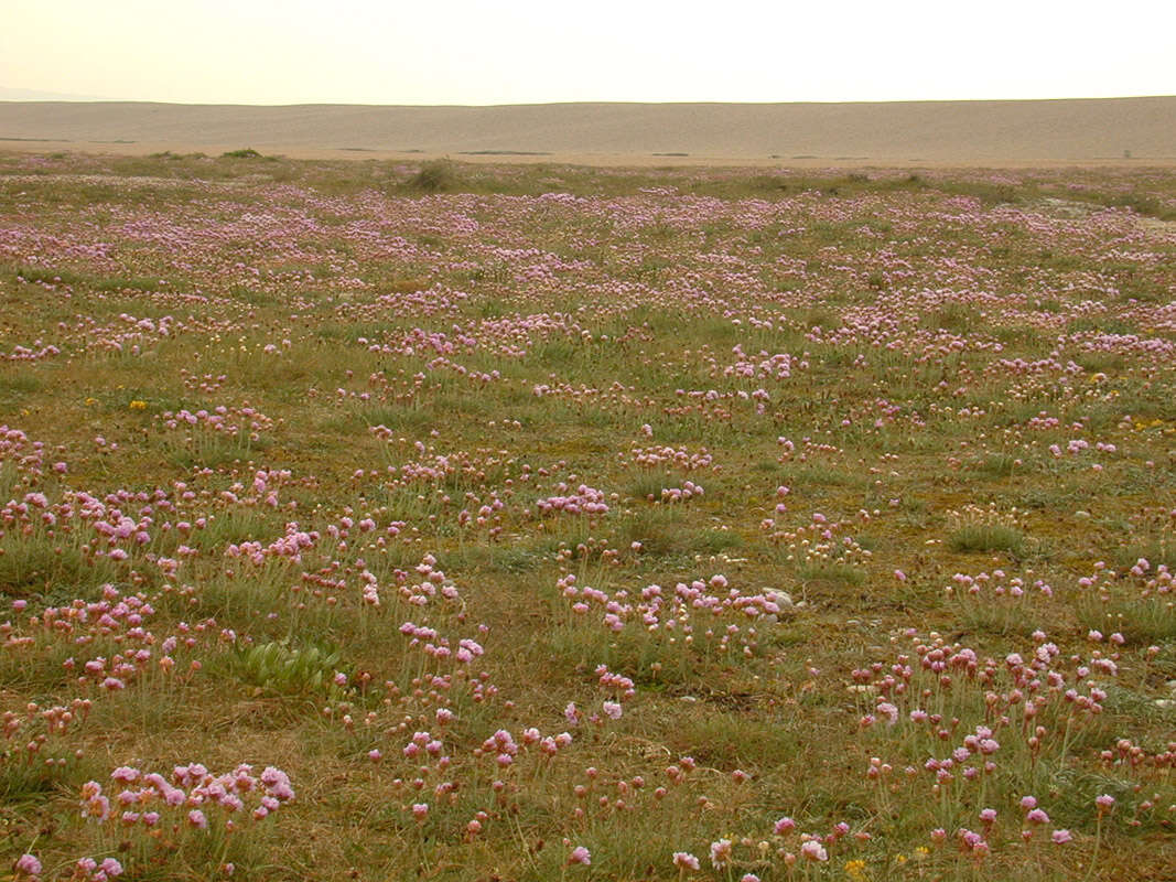 Image of thrift seapink