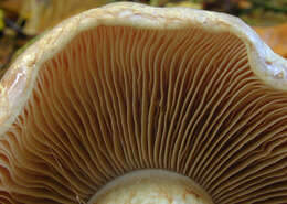 Image of Cortinarius largus Fr. 1838