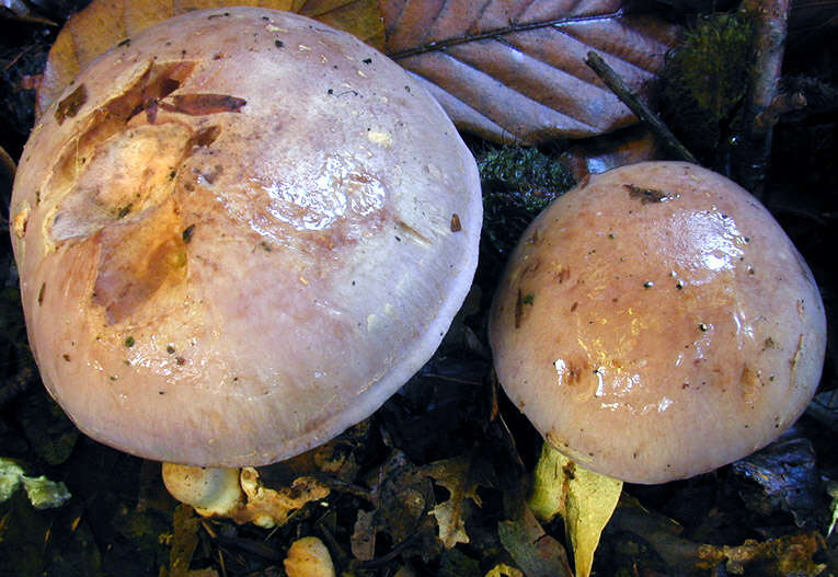 Image of Cortinarius largus Fr. 1838