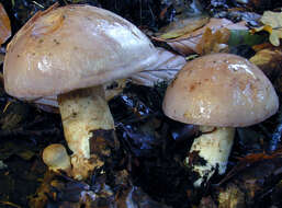 Image of Cortinarius largus Fr. 1838