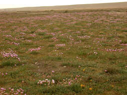 Image of thrift seapink