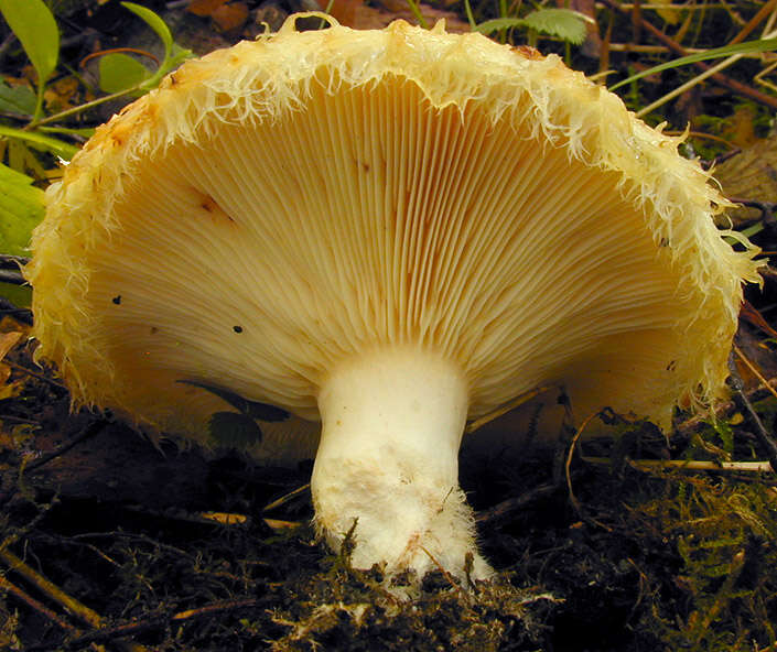 Image of Lactarius citriolens Pouzar 1968