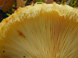 Image of Lactarius citriolens Pouzar 1968