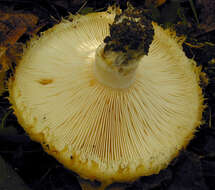 Image of Lactarius citriolens Pouzar 1968