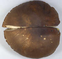 Image of Leccinum scabrum (Bull.) Gray 1821