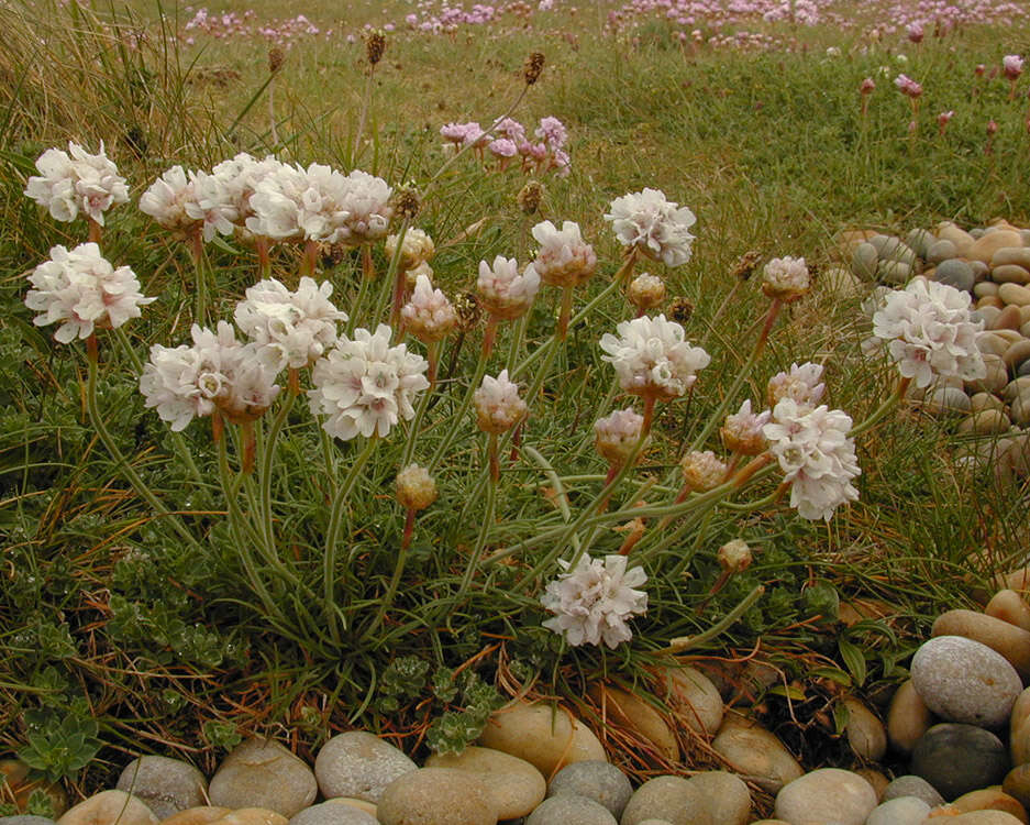 Image of thrift seapink