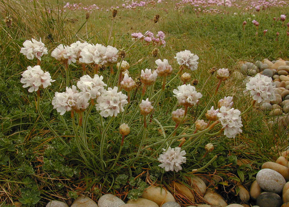 Image of thrift seapink