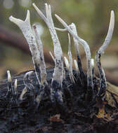 Imagem de Xylaria hypoxylon (L.) Grev. 1824