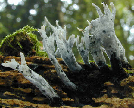 Image of Candle-snuff Fungus