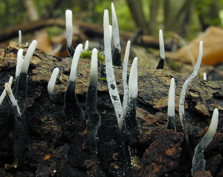 Imagem de Xylaria hypoxylon (L.) Grev. 1824