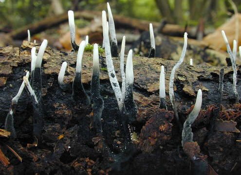 Imagem de Xylaria hypoxylon (L.) Grev. 1824