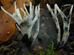 Image of Candle-snuff Fungus