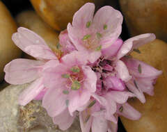 Image of thrift seapink