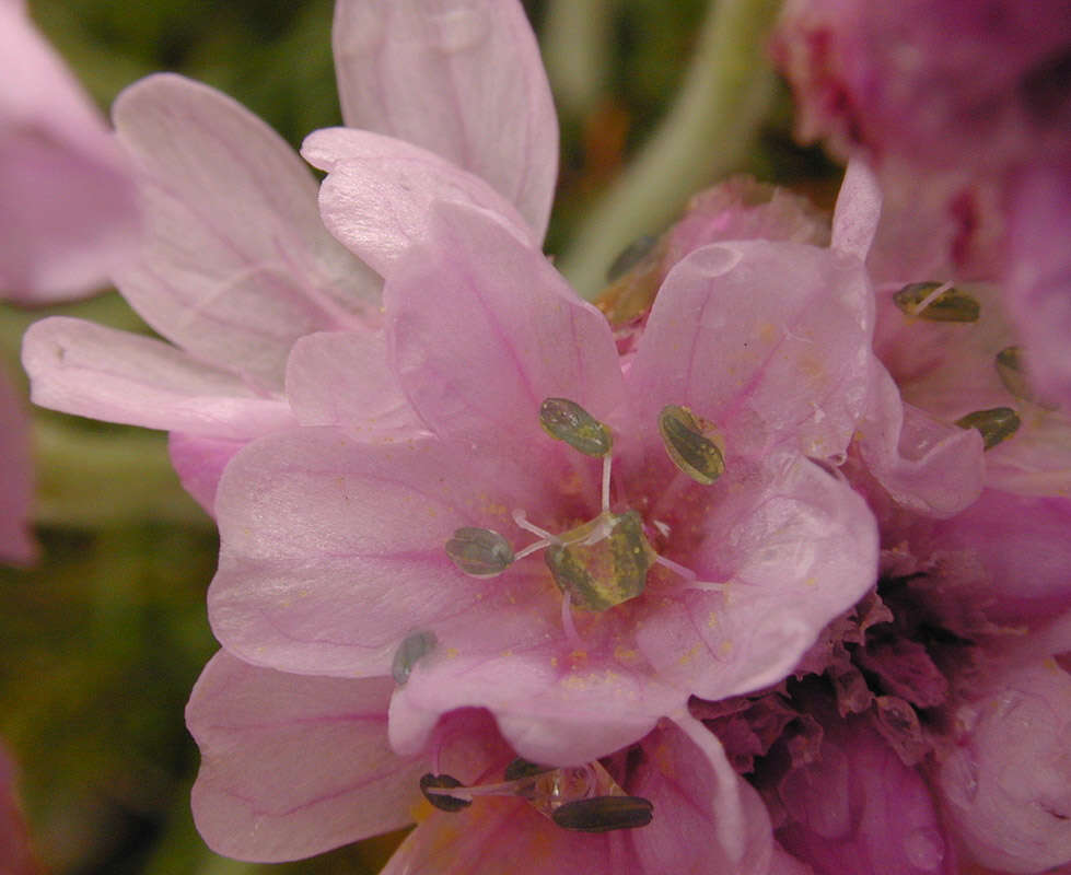 Image of thrift seapink