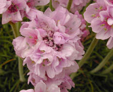 Image of thrift seapink