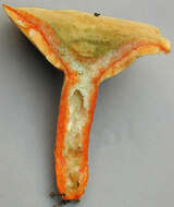 Image of Lactarius deterrimus Gröger 1968