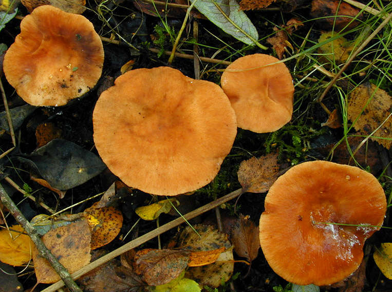 Image of Lactarius lacunarum Romagn. ex Hora 1960