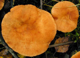 Image of Lactarius lacunarum Romagn. ex Hora 1960