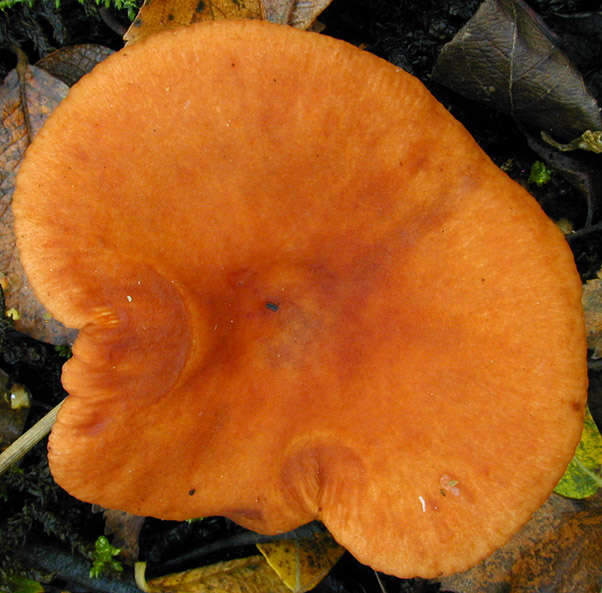 Image of Lactarius lacunarum Romagn. ex Hora 1960