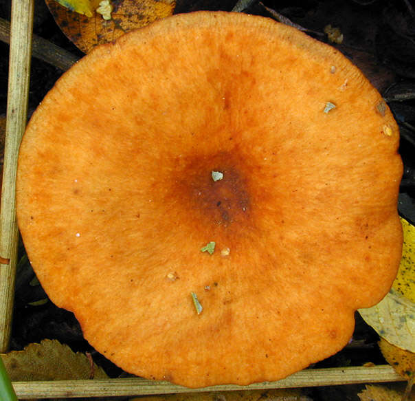 Image of Lactarius lacunarum Romagn. ex Hora 1960