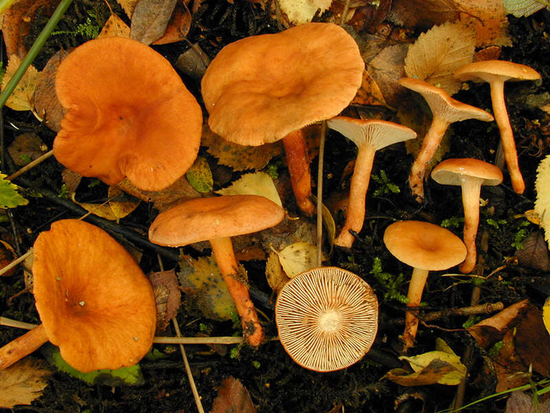 Image of Lactarius lacunarum Romagn. ex Hora 1960