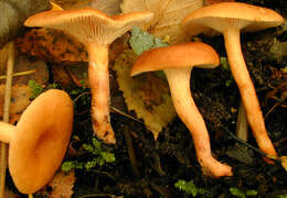 صورة Lactarius lacunarum Romagn. ex Hora 1960