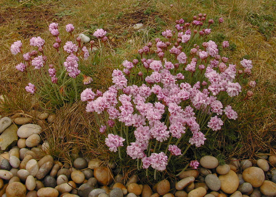 Image of thrift seapink