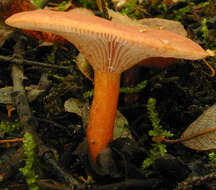 صورة Lactarius lacunarum Romagn. ex Hora 1960