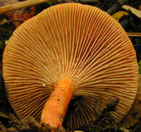 Image of Lactarius lacunarum Romagn. ex Hora 1960