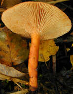 Image of Lactarius lacunarum Romagn. ex Hora 1960