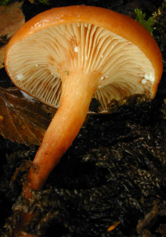 Image of Lactarius lacunarum Romagn. ex Hora 1960