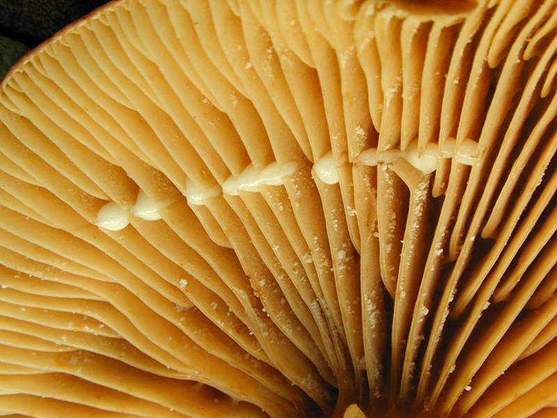 Image of Lactarius lacunarum Romagn. ex Hora 1960