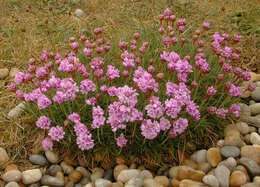 Image of thrift seapink