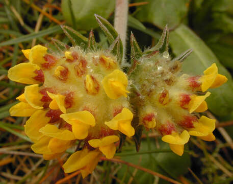 Слика од Anthyllis vulneraria L.