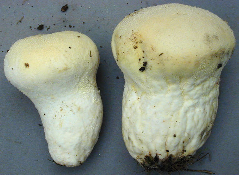 Image of Lycoperdon pratense Pers. 1794