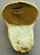 Image of Lycoperdon pratense Pers. 1794