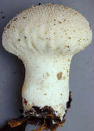 Imagem de Lycoperdon perlatum Pers. 1796