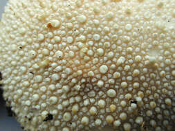 Imagem de Lycoperdon perlatum Pers. 1796