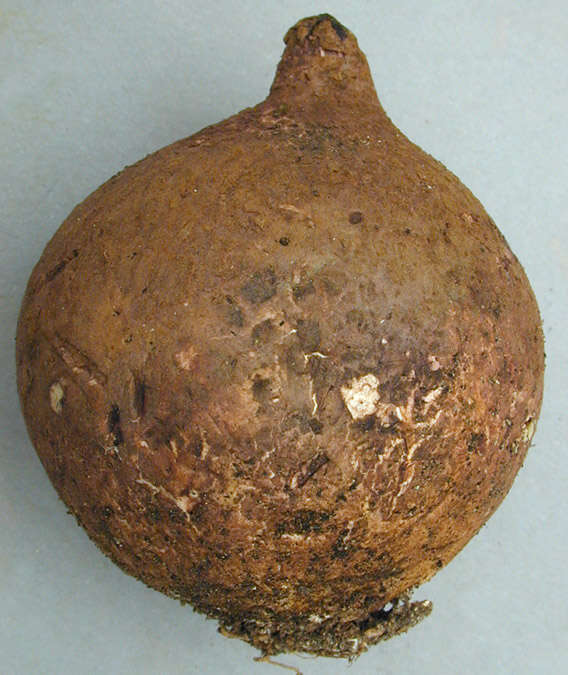 Image of Collared Earthstar