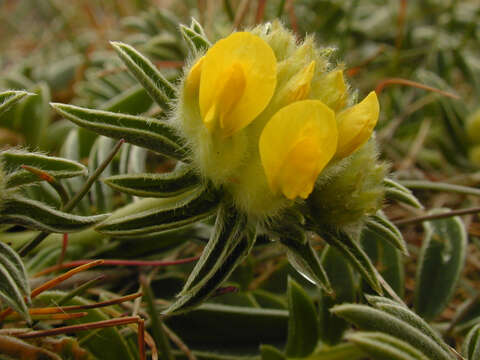 Слика од Anthyllis vulneraria L.