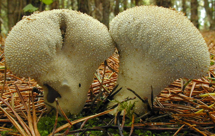 Imagem de Lycoperdon perlatum Pers. 1796