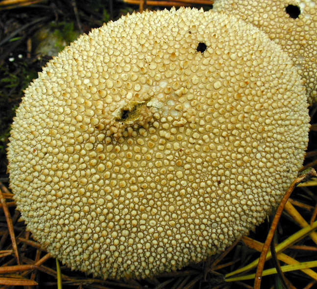 Imagem de Lycoperdon perlatum Pers. 1796