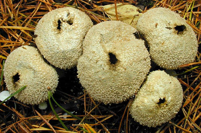 Imagem de Lycoperdon perlatum Pers. 1796