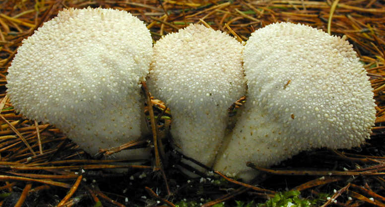 Imagem de Lycoperdon perlatum Pers. 1796