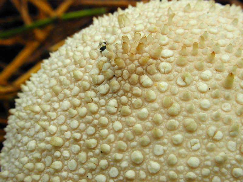 Imagem de Lycoperdon perlatum Pers. 1796