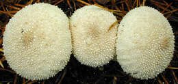 Imagem de Lycoperdon perlatum Pers. 1796