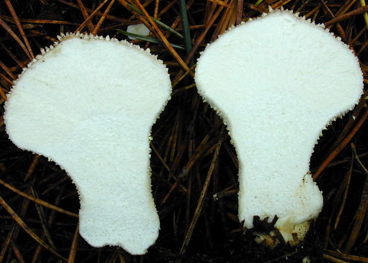 Imagem de Lycoperdon perlatum Pers. 1796